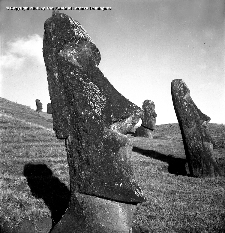 RRE_Angel_15.jpg - Easter Island. 1960. Several moai on the exterior slope of Rano Raraku. On the foreground, the moai identified by Lorenzo Dominguez as "The Angel."